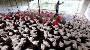 I detentori di pollame devono stare all'erta e prestare attenzione a sintomi sospetti. Influenza Aviaria 400 000 Anatre Abbattute In Francia Pericolo Per L Uomo Le Iene