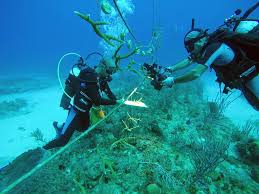 Photos With Pristine Reefs At Stake Cuba Bets On Coral Nurseries News Photos Gulf News The idea of dropping potential polyp homes into the ocean isn't new—scientists have used concrete and even subway cars to encourage reef growth. with pristine reefs at stake cuba bets