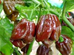 We got the bhut jolokia red & chocolate, trinidad moruga scorpion, butch t, chocolate habenero and peter. Chileplants Com Jamaican Hot Chocolate Live Chile Pepper Plant
