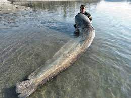 Turns out, this one has a lot of truth to it: Italian Fishermen Catches Monstrous 280 Pound Catfish Mamma Mia Wow Amazing