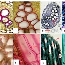 Image result for Ampelopteris prolifera