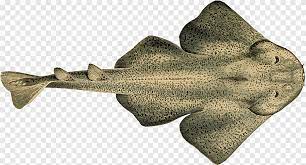 In 2013, his genetic memories were used as an animi avatar under the title of. Gran Tiburon Blanco Squatina Squatina Arena Diablo Pacifico Angeles Tiburon Animales Angel Png Pngegg