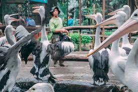 #foto restoran di kebun binatang bandung menawarkan fasilitas makan langsung di depan kandang singa. 31 Potret Terkini Kebun Binatang Surabaya Makin Keren Gak Ya