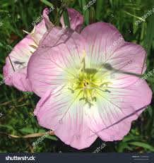 Closeup Single Pink Texas Buttercup Flower Stock Photo 1712996524