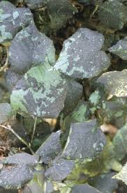 Image result for sooty mould