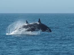 Maybe you would like to learn more about one of these? Orque Epaulard Description Photos Instinct Animal