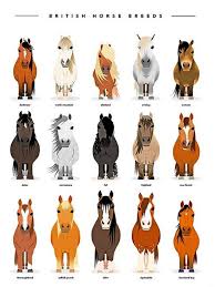 Pin By Sashaaustinscollick On Shetland Ponies In 2020 Sheep Breeds Horse Breeds Cute Horses