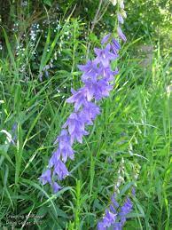 Creeping Bellflower Campanula Rapunculoides Family Bellflower Campanulaceae Habitat Open Stream Banks Fields Roadsides Height 8 24 Inches Flow