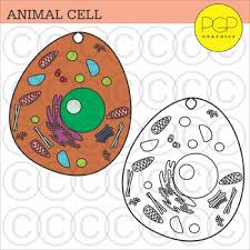 We did not find results for: Animal Cell Clipart Worksheets Teaching Resources Tpt