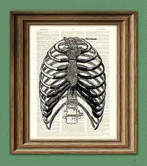 The rib cage is more like an egg because the top is narrower than the bottom. Amazon Com Human Rib Cage From Gray S Anatomy Illustration Beautifully Upcycled Dictionary Page Book Art Print Handmade