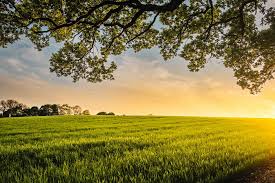 An area of cleared enclosed land used for cultivation or pasture a field of wheat (2) : 350 Field Pictures Hd Download Free Images On Unsplash