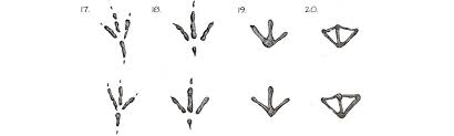 36 Most Common Animal Tracks Identification Guide For Usa