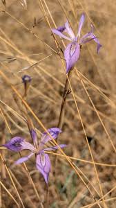 Image result for Moraea stricta