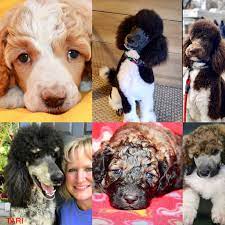 We specialize in breeding intelligent, healthy poodle puppies in a variety of colors and patterns, including solids in black, white, silver. Poodle Nursery Dubois Standard Poodles