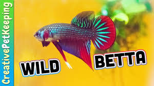 My wild betta bloodlines are renowned throughout the aquatic world. New Wild Betta Show Line Betta Imbellis Unboxing From Franks Bettas Betta Wild Animal Gifs