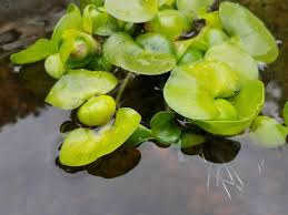 Gardening Aqualeaf Aquatics 3 Water Hyancinth Floating Live Pond Plants Patio Lawn Garden