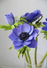 Pin By Anna Pak On Anemony Botanical Flowers Amazing Flowers Flowers Photography