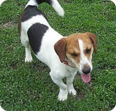 Jackabee Jack Russell Terrier Beagle Mix Info Puppies Pictures