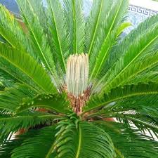 Image result for Cycadaceae