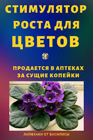 мошки в комнатных цветах как избавиться в домашних условиях Ne Poverite Etot Stimulyator Rosta Dlya Cvetov Prodaetsya V Aptekah Za Sushie Kopejki S Izobrazheniyami Rasteniya Cvety Komnatnoe Sadovodstvo