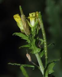 Image result for Erucastrum arabicum