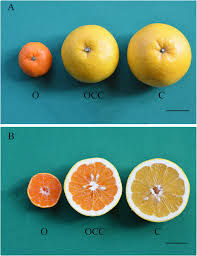 A large variety is available, including common. Metabolite Profile Comparison Of A Graft Chimera Hongrou Huyou Citrus Changshan Huyou Citrus Unshiu And Its Two Donor Plants Bmc Plant Biology Full Text