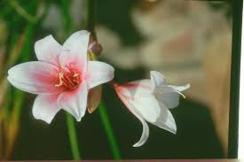 Image result for Crinum buphanoides