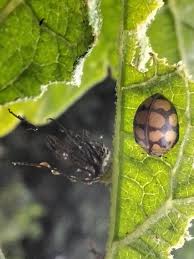 Image result for Aneilema dregeanum