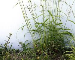 guinea grass megathyrsus maximus, AI generated
