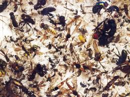 See more ideas about bug repellent, pest control, pests. Plummeting Insect Numbers Threaten Collapse Of Nature Insects The Guardian