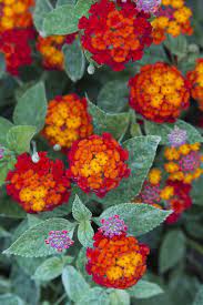 Buy Cosmic Firestorm Lantana Plants Free Shipping 2 5 Quart Pots For Sale Online From Wilson Bros Gardens