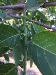 Image result for Bridelia micrantha