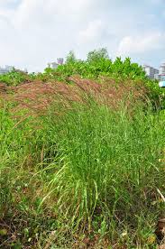 Image result for Cenchrus polystachios