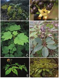 Image result for Araliaceae