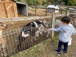 Check spelling or type a new query. Golden Ridge Animal Farm Dural Sydney Review Busy City Kids
