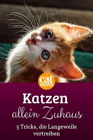 Katzen Sind Nicht Gern Allein Doch Als Halter Konne Wir Nun Einmal Nicht Rund Um Die Uhr Bei Unseren Fellpopos Sein Katzen Erziehen Katzen Beschaftigen Katzen