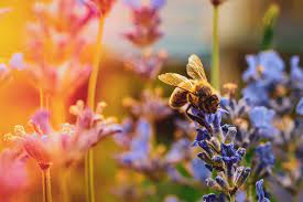 Maybe you would like to learn more about one of these? 10 Plants Bees Love That Will Make Your Spring Summer Garden Dazzle