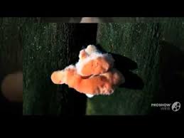 Image result for Merulius incarnatus