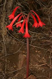 Image result for Cyrtanthus rhodesianus