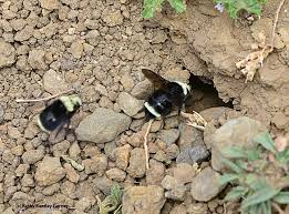 The spot the queen chooses for her nest will likely provide some sort of shade from the sun. Ever Seen A Bumble Bee Nest Bug Squad Anr Blogs