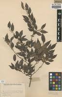 Image result for Chaetocarpus