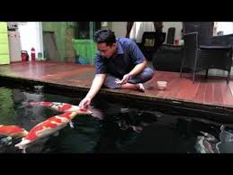 Friend Koi Hand Feeding Youtube Koi Fish Pond Koi Koi Pond