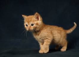 We feature adorable cat videos and cat stories from all around the world. Photos Kitty Cat Pretty Ginger Color Animal