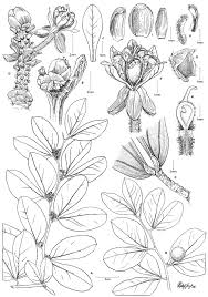 Image result for Cynometra alexandri