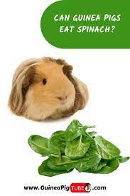 Pin On Guinea Pig Food And Diet