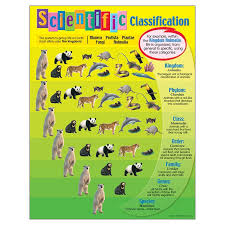 Chart Scientific Classification Animal Classification