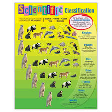 chart scientific classification animal classification