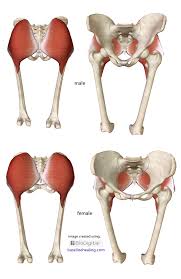 13.06.2019 · a dermatome is a distinct area of your skin defined by its connection to one of 30 spinal nerves. Legs To Base Line Connection Rectus Femoris Gluteus Maximus