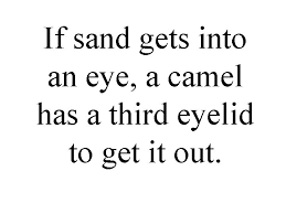 Wildscreen international wildlife film festival, uk 1990 'eye of the camel' won a special award in the category 'man and the environment'. Camels There Are Two Different Types Of Camel