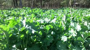 Northwoods Whitetails Inc Food Plot Seed Home Facebook